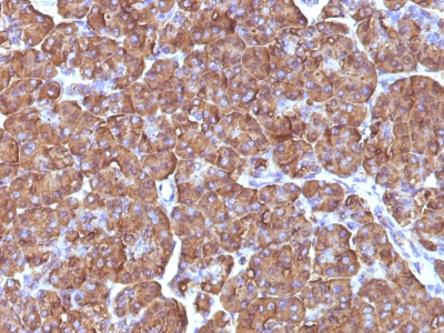 FFPE human pancreas sections stained with 100 ul anti-Ornithine Decarboxylase-1 (clone ODC1/486) at 1:100. HIER epitope retrieval prior to staining was performed in 10mM Citrate, pH 6.0.